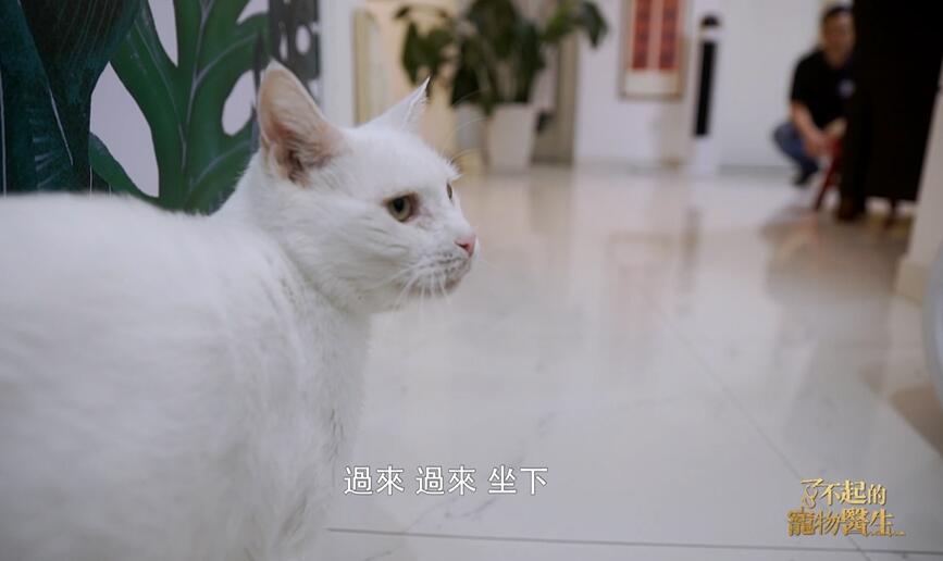 林毓暐--收养流浪猫 